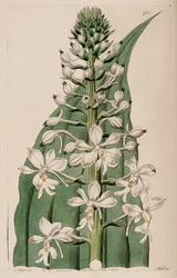 Kuva Calanthe triplicatasta (syn. Calanthe veratrifolia) (kukinto)